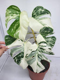 Monstera Variegata (zum aussuchen)