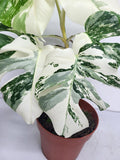 Monstera Variegata (zum aussuchen)