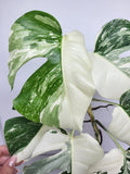 Monstera Variegata (zum aussuchen)