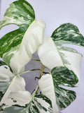 Monstera Variegata (zum aussuchen)