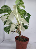 Monstera Variegata (zum aussuchen)