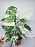 Monstera Variegata (zum aussuchen)