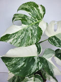 Monstera Variegata (zum aussuchen)