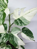 Monstera Variegata (zum aussuchen)