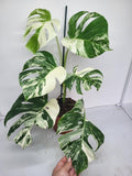 Monstera Variegata (zum aussuchen)