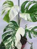 Monstera Variegata (zum aussuchen)