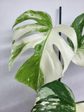 Monstera Variegata (zum aussuchen)