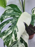 Monstera Variegata (zum aussuchen)