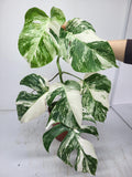 Monstera Variegata (zum aussuchen)