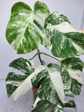 Monstera Variegata (zum aussuchen)