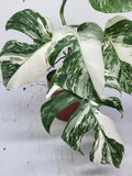 Monstera Variegata (zum aussuchen)