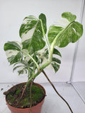 Monstera Variegata (zum aussuchen)