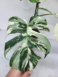 Monstera Variegata (zum aussuchen)