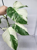 Monstera Variegata (zum aussuchen)