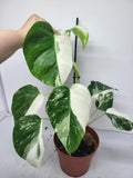 Monstera Variegata (zum aussuchen)