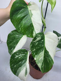 Monstera Variegata (zum aussuchen)