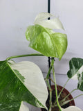 Monstera Variegata (zum aussuchen)