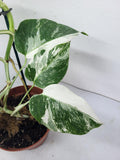 Monstera Variegata (zum aussuchen)