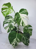 Monstera Variegata (zum aussuchen)