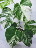 Monstera Variegata (zum aussuchen)