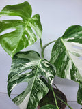 Monstera Variegata (zum aussuchen)