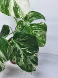 Monstera Variegata (zum aussuchen)