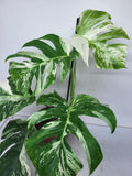 Monstera Variegata (zum aussuchen)