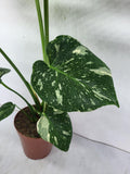 Monstera Thai Constellation