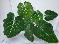 Philodendron Gloriosum White Veins