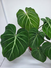 Philodendron Gloriosum White Veins