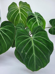 Philodendron Gloriosum White Veins