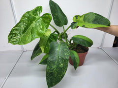 Philodendron Jose Buono groß