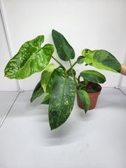 Philodendron Jose Buono groß