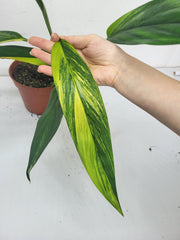 Epipremnum Amplissimum Variegata