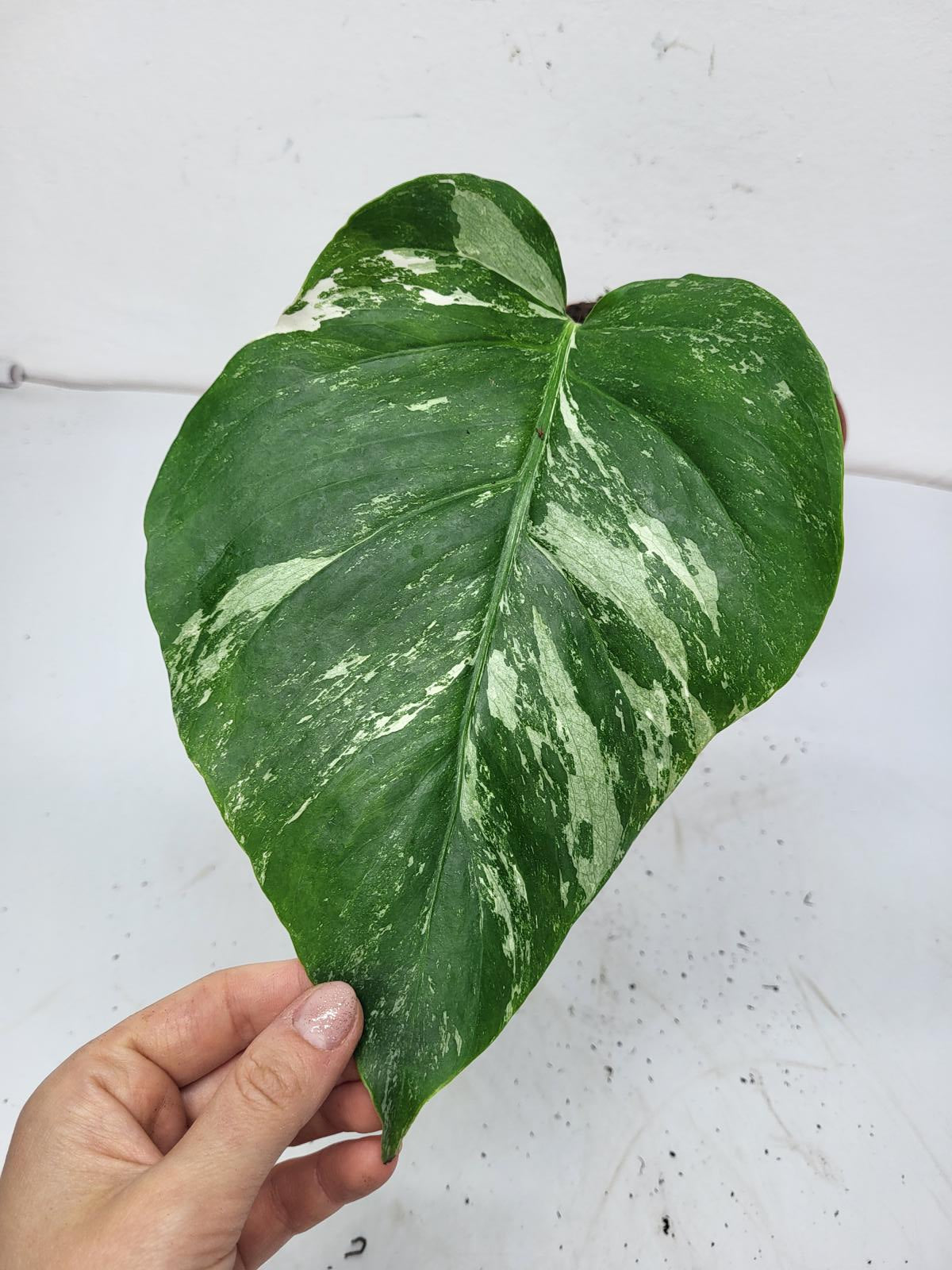 Monstera Variegata Steckling