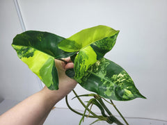 Philodendron Burle Marx Variegata Steckling