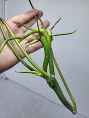 Philodendron Burle Marx Variegata Steckling