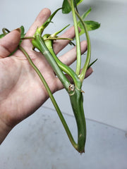 Philodendron Burle Marx Variegata Steckling