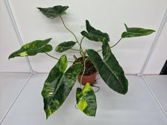 Philodendron Burle Marx Variegata