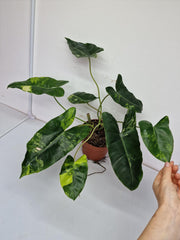 Philodendron Burle Marx Variegata