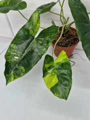 Philodendron Burle Marx Variegata