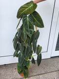 Philodendron Melanochrysum groß