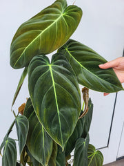 Philodendron Melanochrysum groß