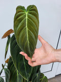 Philodendron Melanochrysum groß