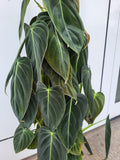 Philodendron Melanochrysum groß