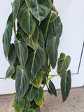 Philodendron Melanochrysum groß