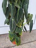 Philodendron Melanochrysum groß