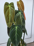 Philodendron Melanochrysum groß