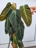 Philodendron Melanochrysum groß