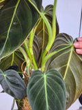 Philodendron Melanochrysum groß